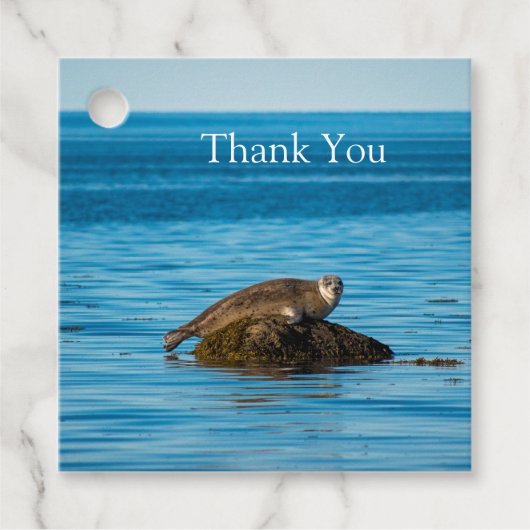 Atlantic Harbor Seal Geschenkanhänger (Vorderseite)