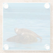 Atlantic Harbor Seal Glasuntersetzer (Rückseite)