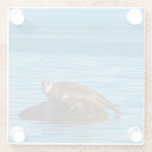 Atlantic Harbor Seal Glasuntersetzer (Rückseite)