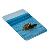 Atlantic Harbor Seal Magnet (Rechte Seite)