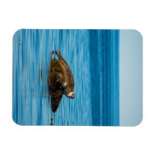 Atlantic Harbor Seal Magnet (Horizontal)