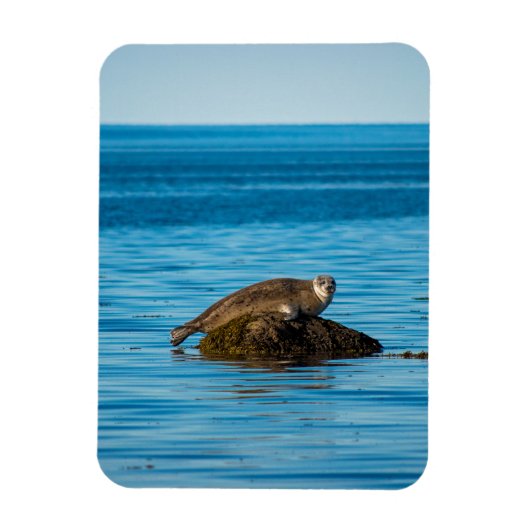 Atlantic Harbor Seal Magnet (Vertikal)
