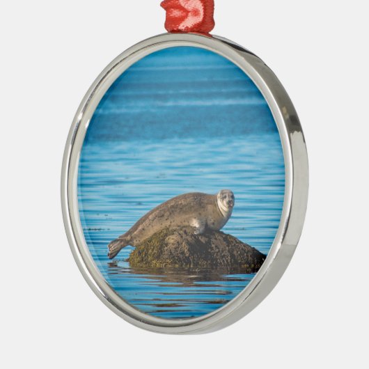 Atlantic Harbor Seal Ornament Aus Metall (Links)