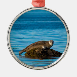 Atlantic Harbor Seal Ornament Aus Metall