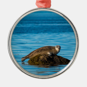 Atlantic Harbor Seal Ornament Aus Metall