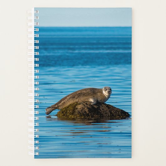 Atlantic Harbor Seal Planer (Vorderseite)