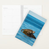 Atlantic Harbor Seal Planer (Anzeige)