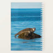 Atlantic Harbor Seal Planer (Rückseite)