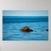 Atlantic Harbor Seal Poster (Vorne)