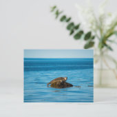Atlantic Harbor Seal Postkarte (Stehend Vorderseite)
