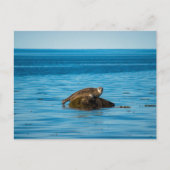 Atlantic Harbor Seal Postkarte (Vorderseite)