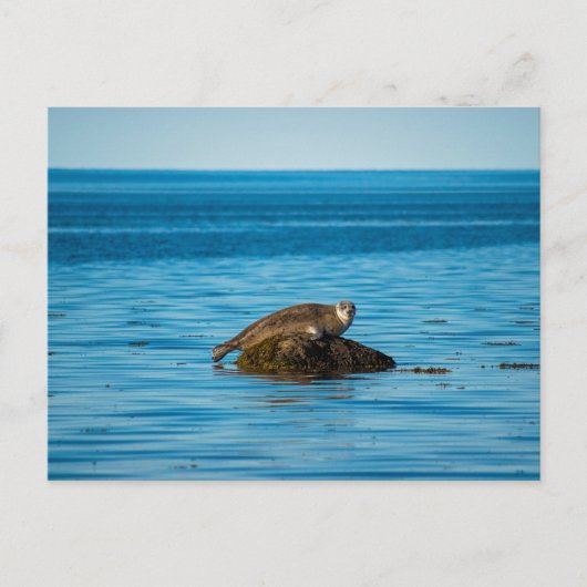 Atlantic Harbor Seal Postkarte (Vorderseite)