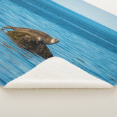 Atlantic Harbor Seal Sherpadecke (3/4)