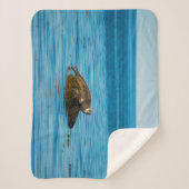 Atlantic Harbor Seal Sherpadecke (Vorderseite)