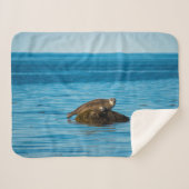 Atlantic Harbor Seal Sherpadecke (Vorderseite (Horizontal))
