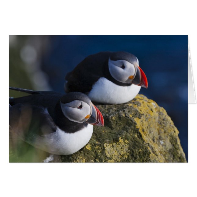Atlantic Puffin (Vorderseite (Horizontal))