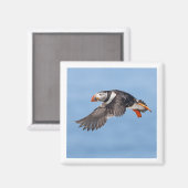 Atlantic Puffin 2x2 magnet (Vorderseite/Rückseite)
