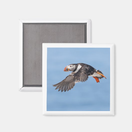 Atlantic Puffin 2x2 magnet (Vorderseite/Rückseite)