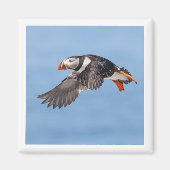 Atlantic Puffin 2x2 magnet (Vorne)