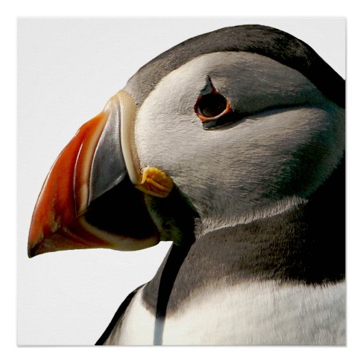 Atlantic Puffin Bird Fotografie Glossy Poster (Vorderseite)