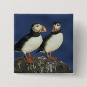 Atlantic Puffin Button