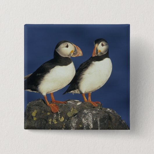 Atlantic Puffin Button (Vorderseite)