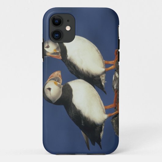Atlantic Puffin Case-Mate iPhone Hülle (Rückseite)