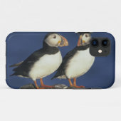 Atlantic Puffin Case-Mate iPhone Hülle (Rückseite (Horizontal))