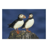Atlantic Puffin Fotodruck (Vorne)