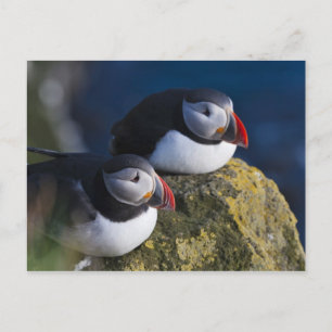Atlantic Puffin (Fratercula arctica) 7 Postkarte