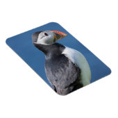Atlantic Puffin (Fratercula Arctica) auf der Klipp Magnet (Rechte Seite)