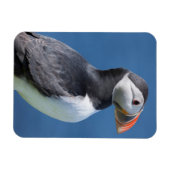 Atlantic Puffin (Fratercula Arctica) auf der Klipp Magnet (Horizontal)