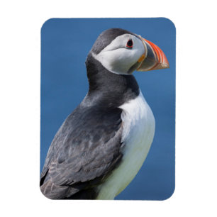 Atlantic Puffin (Fratercula Arctica) auf der Klipp Magnet