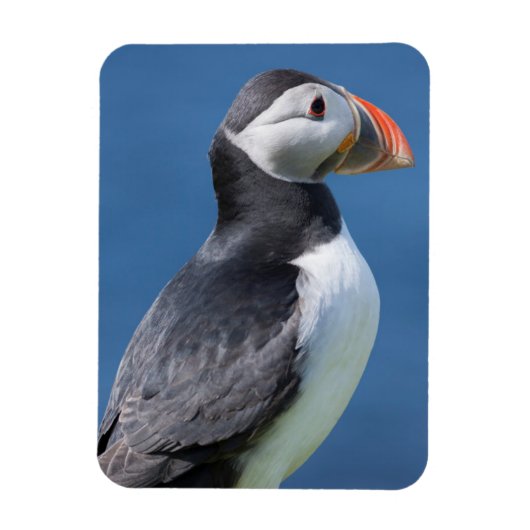 Atlantic Puffin (Fratercula Arctica) auf der Klipp Magnet (Vertikal)