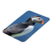 Atlantic Puffin (Fratercula Arctica) auf der Klipp Magnet (Linke Seite)