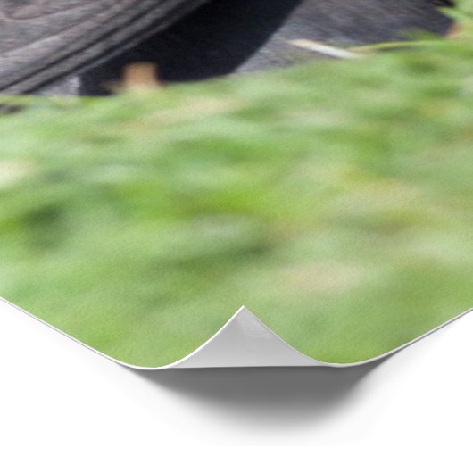 Atlantic Puffin (Fratercula Arctica) auf der Klipp Poster (Ecke)