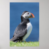 Atlantic Puffin (Fratercula Arctica) auf der Klipp Poster (Vorne)