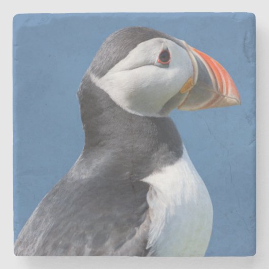 Atlantic Puffin (Fratercula Arctica) auf der Klipp Steinuntersetzer (Vorderseite)