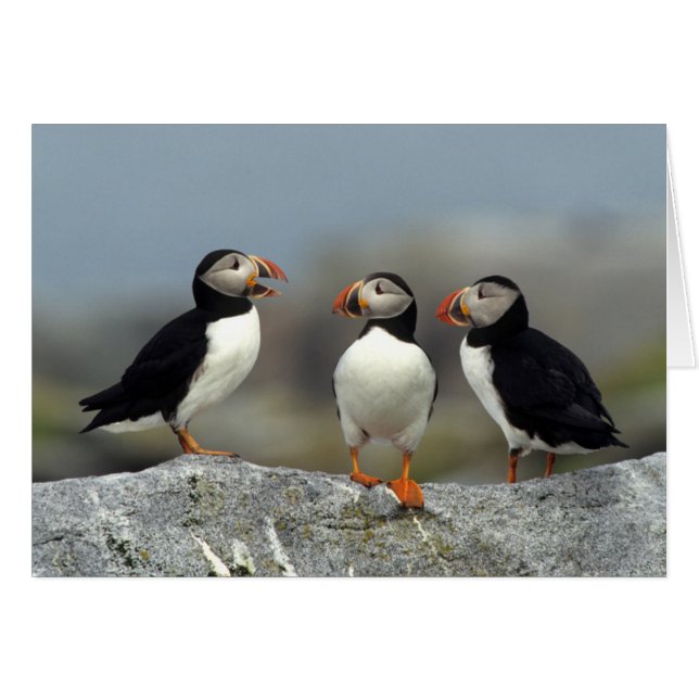 Atlantic Puffin Group (Vorderseite (Horizontal))