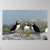 Atlantic Puffin Group Poster (Vorne)