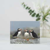 Atlantic Puffin Group Postkarte (Stehend Vorderseite)