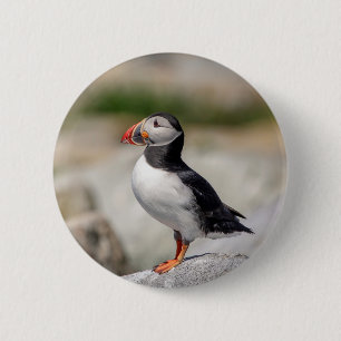 Atlantic Puffin in Machias, Maine Button