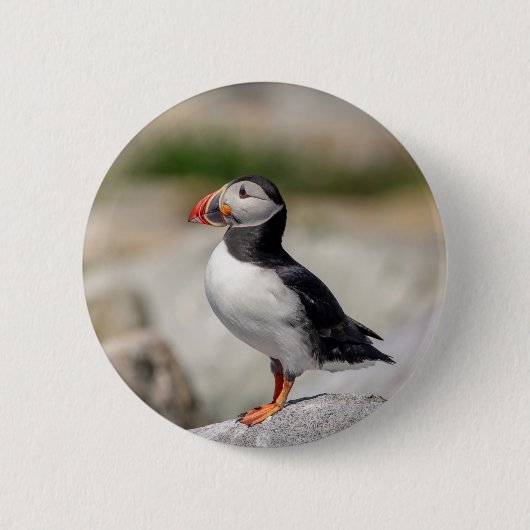 Atlantic Puffin in Machias, Maine Button (Vorderseite)