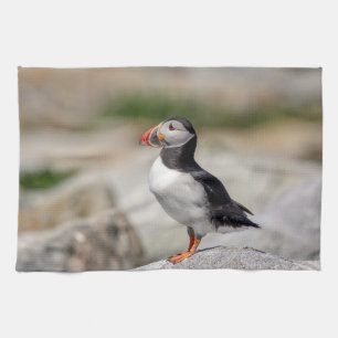 Atlantic Puffin in Machias, Maine Geschirrtuch