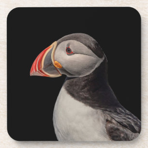 Atlantic Puffin in Machias, Maine Getränkeuntersetzer