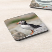 Atlantic Puffin in Machias, Maine Getränkeuntersetzer (Linke Seite)