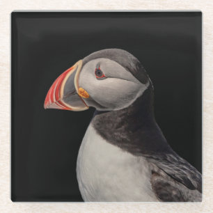 Atlantic Puffin in Machias, Maine Glasuntersetzer