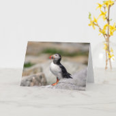 Atlantic Puffin in Machias, Maine Karte (Gelbe Blume)