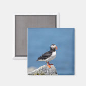 Atlantic Puffin in Machias, Maine Magnet (Vorderseite/Rückseite)