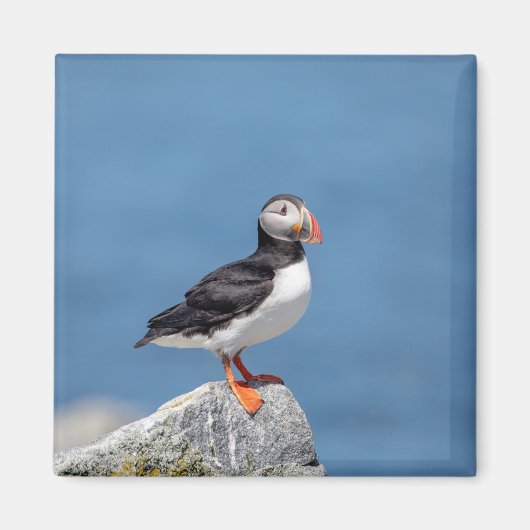 Atlantic Puffin in Machias, Maine Magnet (Vorne)